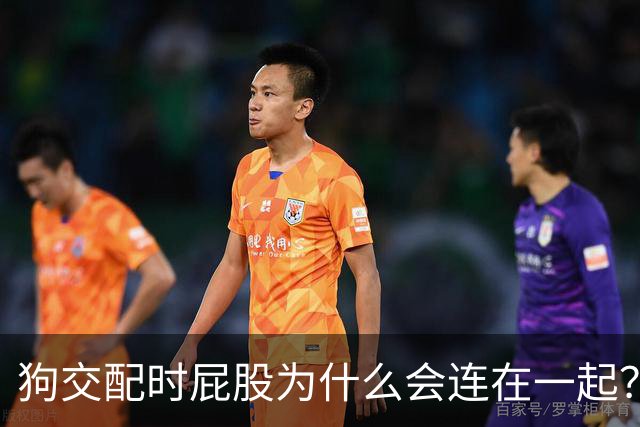 狗交配时屁股为什么会连在一起？是母狗不让，还是公狗不想？